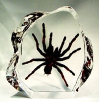 Encased Tarantula