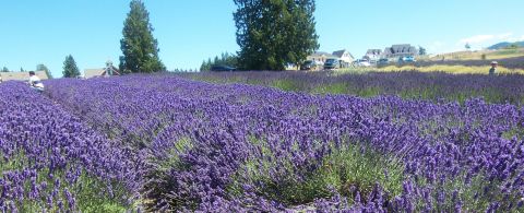 Lavender field at Purple Haze Farm