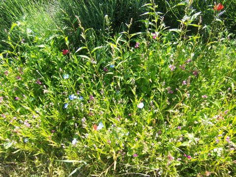 Miscellaneous flowers at edge of lavender