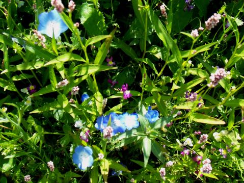 Flowers at edge of lavender field