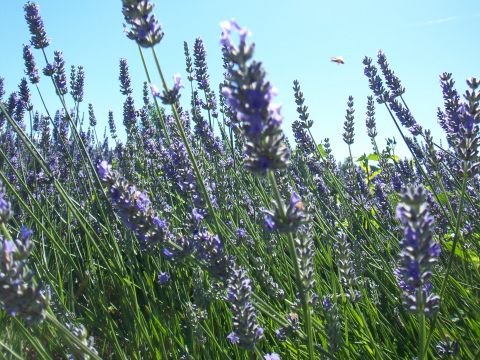 Bee in flight amongst the lavender