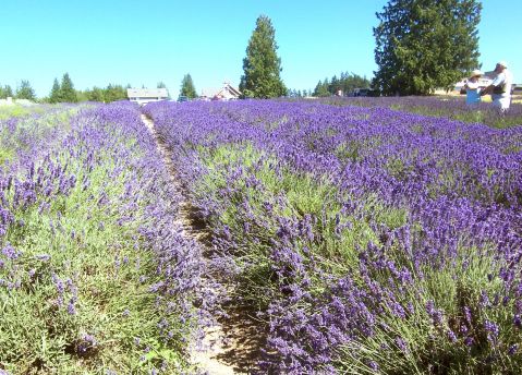 Rows and Rows of lavender