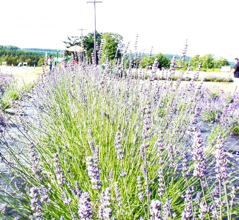 Sunshine Lavender Farm