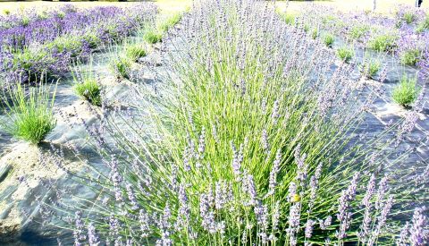 A Beautiful Sea of Lavender