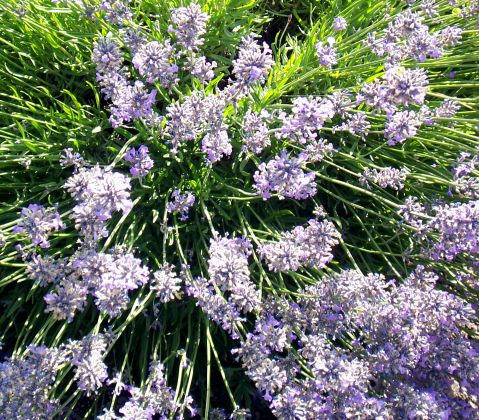 Mmmm…Lavender Loveliness