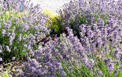 Sunshine Lavender Farm