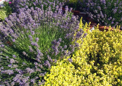 Lavender and Yellow