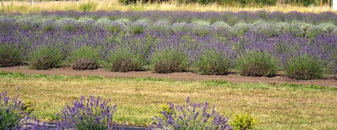 Sunshine Lavender Farm fields of lavender