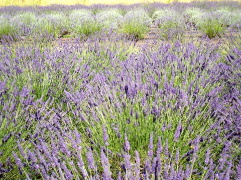 A Variety of Lavender