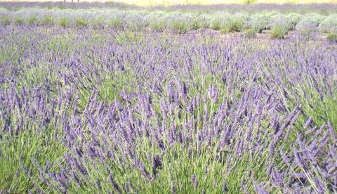 Lavender Fields Forever