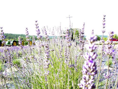 Sunshine Lavender Farm