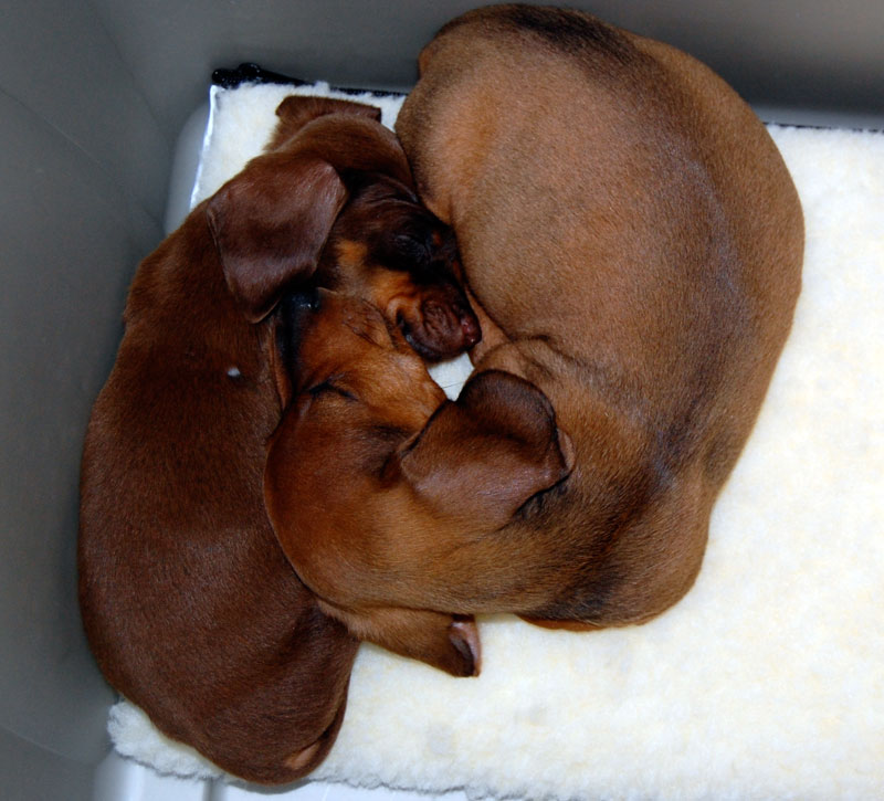 Zelda and Luigi Sleeping