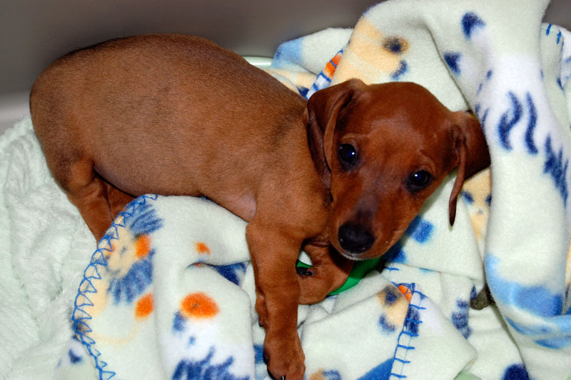 Luigi with Blankets